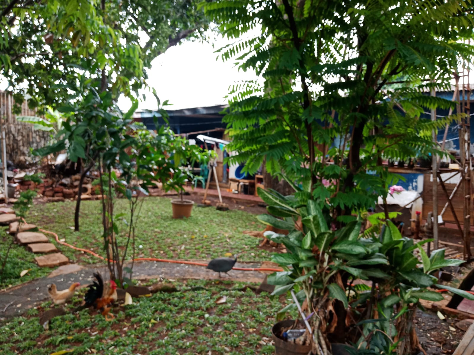 Rumah 2 Lantai di Buncit Raya, Halaman Luas